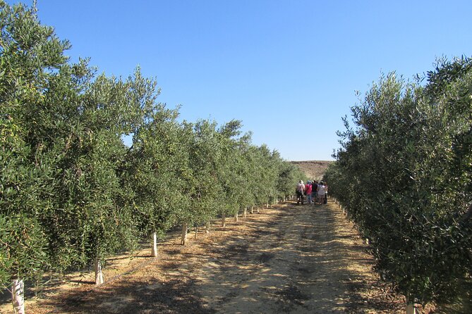 Oil tourism in Pulpí Discover the World of EVOO - Stop 3: Videos in the Tasting Room, From Harvest to Olive Juice
