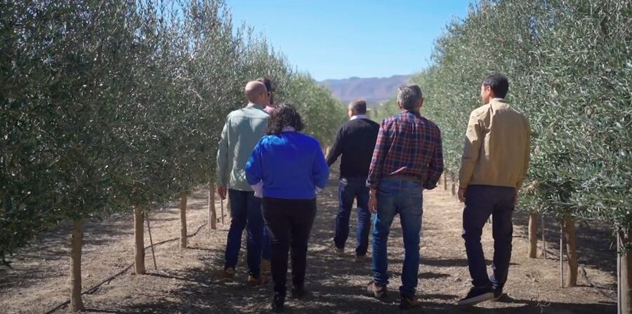 OleoAlmanzora: Guided tour & tasting + Pulpí Geode (6-hours) - Olive groves, not just tasting: what you really learn