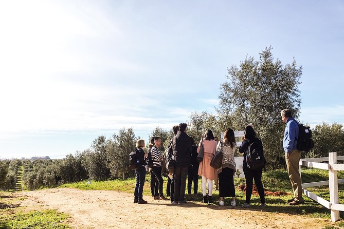 Oleotourism and olive oil tasting in Seville - Private tour - Private tour logistics in Seville, and why the start time matters