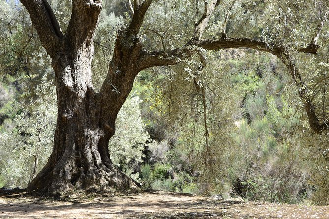 Olive Oil Farm Tour with Tasting from Seville - The restored hacienda at Basilippo Oleoturismo