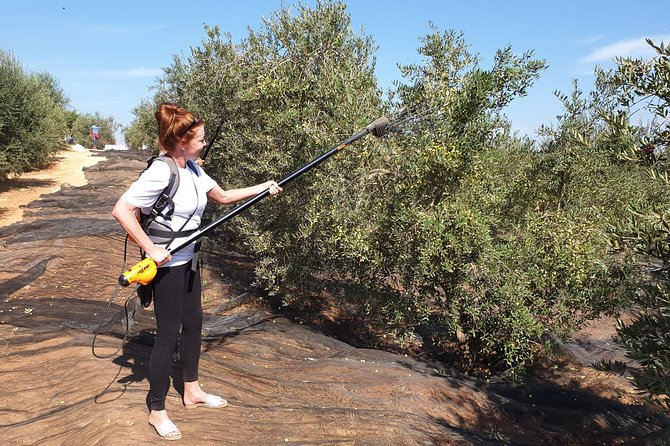 Olive Oil Farm Tour with Tasting from Seville - The factory tour: pressing, quality control, and how extra virgin gets graded