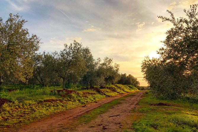 Olive Oil Farm Tour with Tasting from Seville - Who should book this Seville olive oil farm tour?