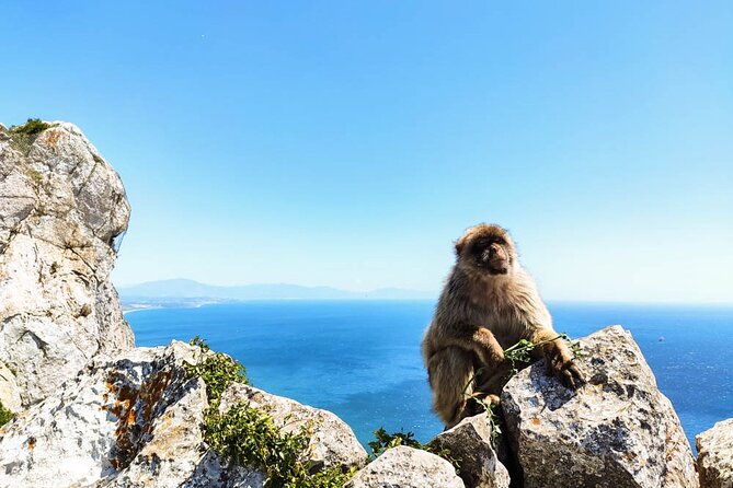 Premium private trip to Gibraltar from Seville (multiple options) - The day flow from Seville to Gibraltar Rock