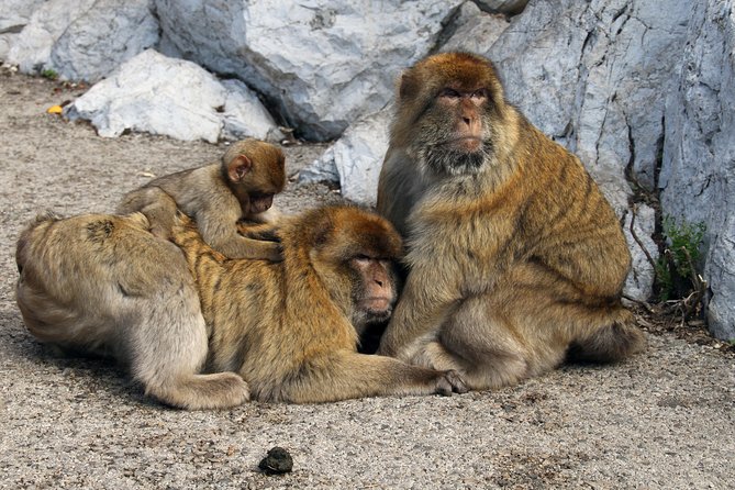 Private Gibraltar Day Tour from Seville - Transport Comfort: Air-Conditioned Private Minivan, Real Door-to-Door Value