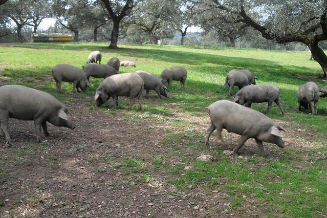Private Iberian ham tour to the Sierra de Aracena - Pickup, timing, and comfort on the road
