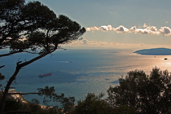 Rock Tour in Gibraltar by Bus with Tickets - Apes Den: close-up macaques plus the stories behind them