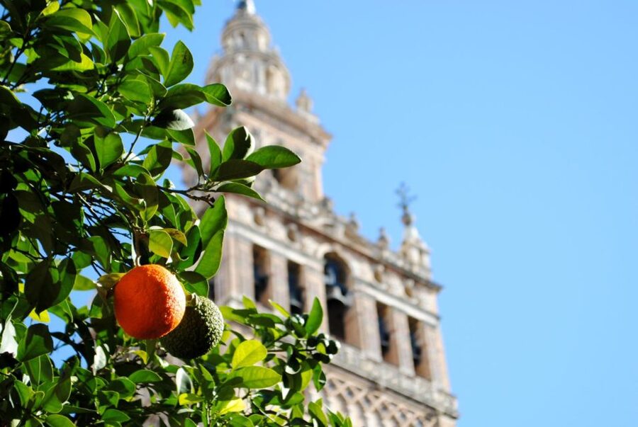 Seville 4-Hour Guided Walking Tour - Bullring, Torre del Oro, and the river you came for