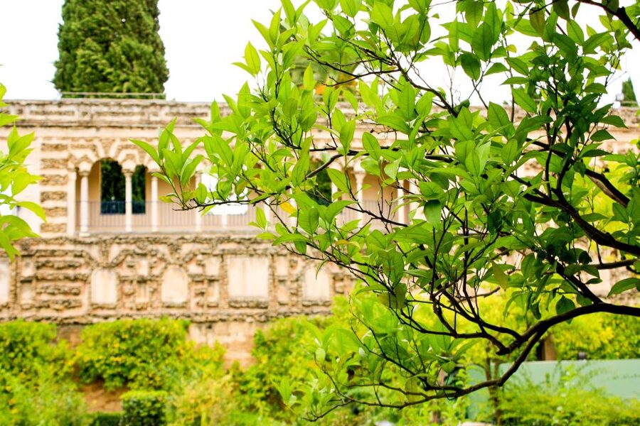 Seville: Alcazar Skip-the-Line Guided Tour with Tickets - Should You Book This Skip-the-Line Alcázar Tour?
