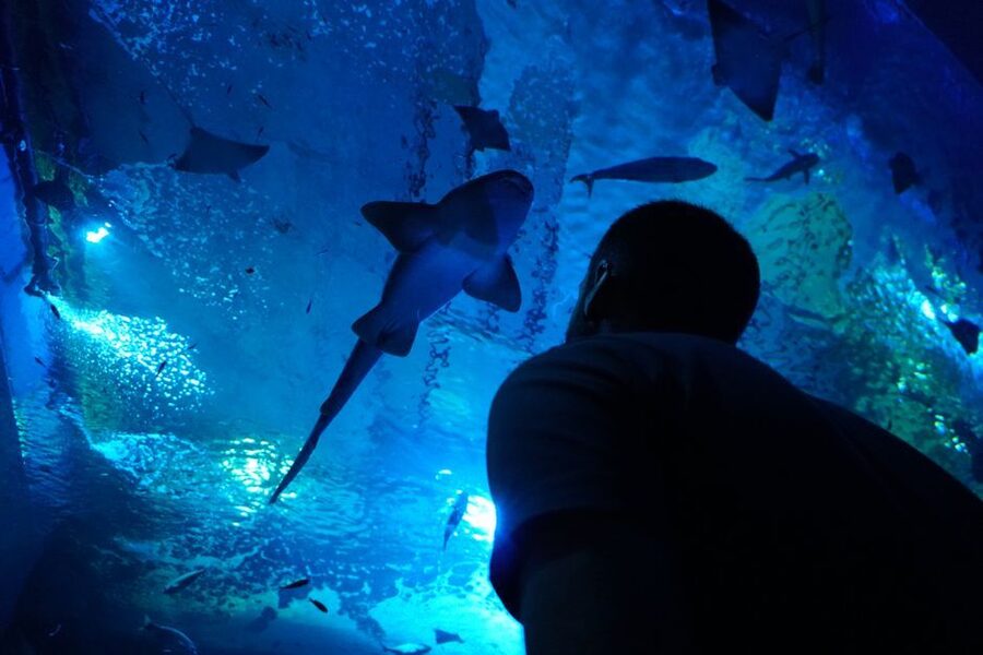 Seville Aquarium Admission Ticket - Who Should Book the Seville Aquarium Ticket