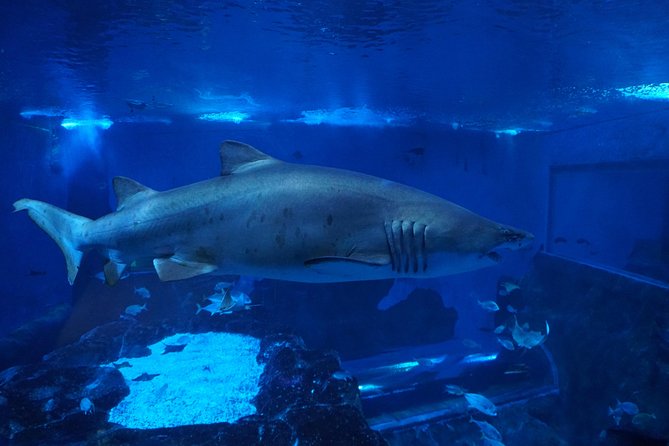 Seville Aquarium Admission Ticket - Seville Aquarium admission: what the ticket covers and why it’s worth it