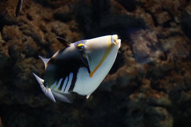 Seville Aquarium Admission Ticket - Who this Seville Aquarium ticket fits best