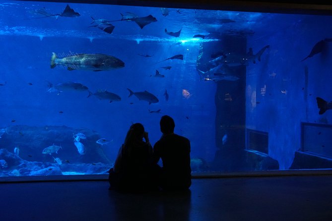 Seville Aquarium Admission Ticket - Price and value: what $20.37 buys you in Seville