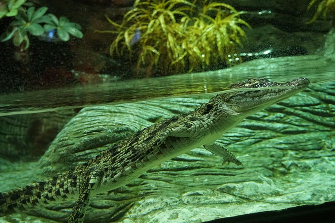 Seville Aquarium Admission Ticket - Should you book the Seville Aquarium admission ticket?