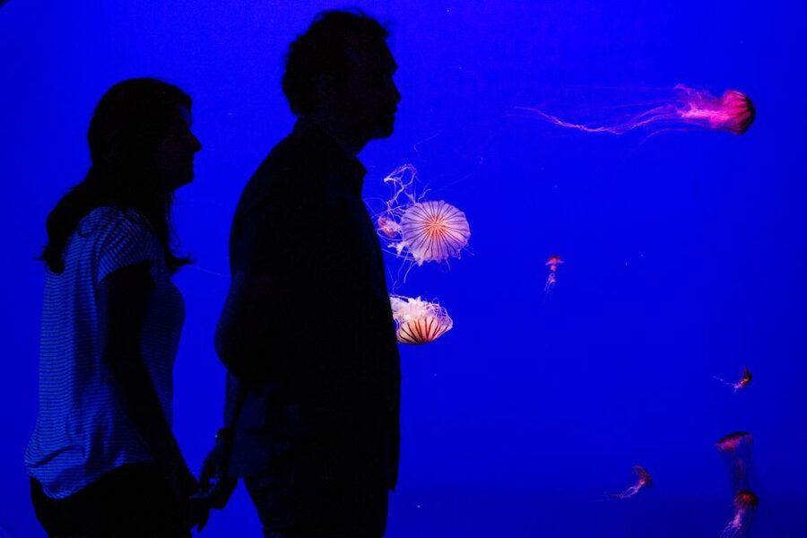 Seville Aquarium Admission Ticket - Facilities, Shop, and Snacks: Plan Light