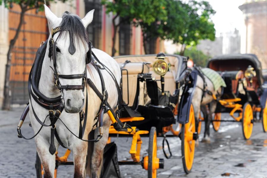 Seville: Authentic and Romantic Horse-Drawn Carriage Ride - Guadalquivir riverside views that feel calm, not hectic