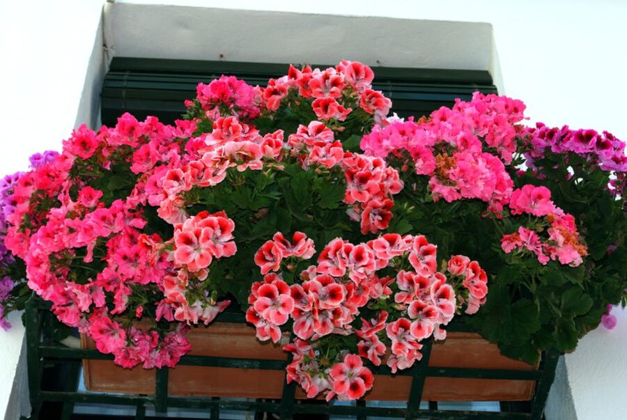 Seville: Barrio de Santa Cruz Small Group Walking Tour - Meet your guide at Santa Cruz’s doorstep