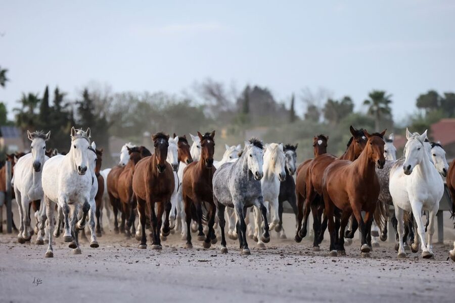 Seville: Horse's Show Entry Ticket. Optional Stud Farm Visit - Key things to know before you go