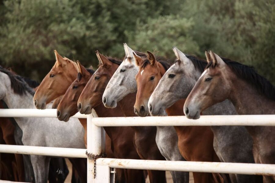 Seville: Horse's Show Entry Ticket. Optional Stud Farm Visit - What to bring, and what to plan for