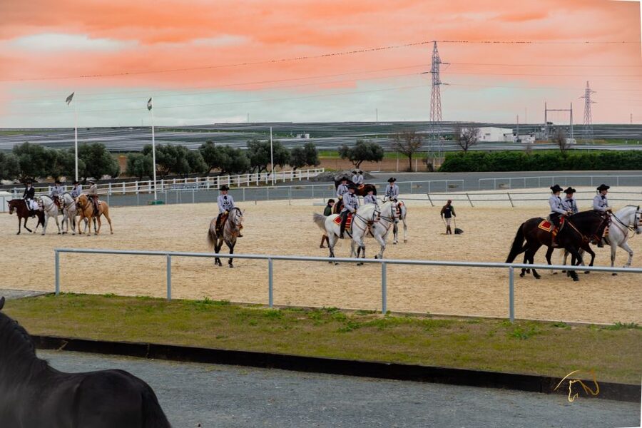 Seville: Horse's Show Entry Ticket. Optional Stud Farm Visit - Yeguada Torreluna in Seville: what your ticket covers