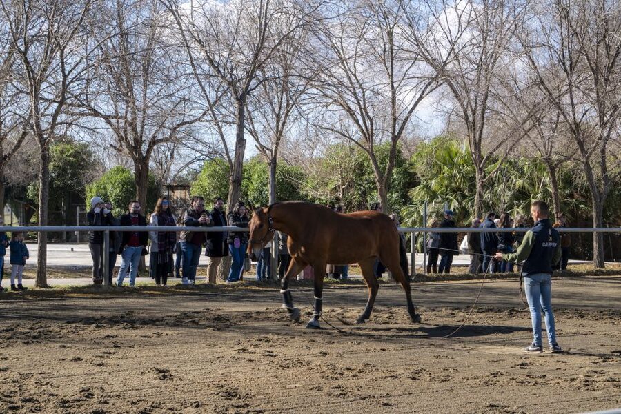 Seville: Horse's Show Entry Ticket. Optional Stud Farm Visit - Price and value: is $35 worth it