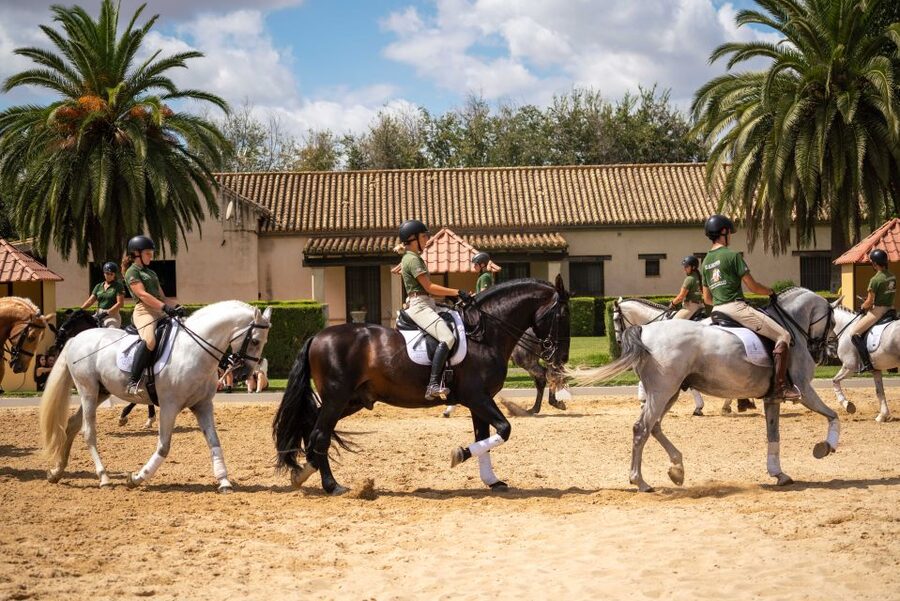 Seville: Horse's Show Entry Ticket. Optional Stud Farm Visit - Who should book this Seville horse show (and who should skip it)