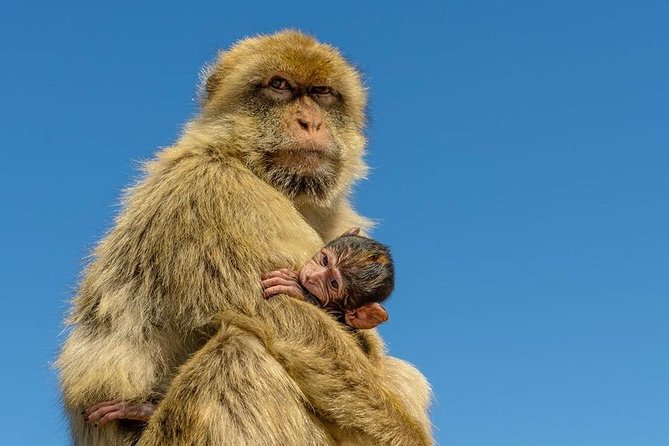 SHORE EXCURSION 3.30hrs Half Day Tour - Why Gibraltar Works So Well in a Half-Day