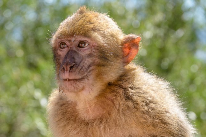 SHORE EXCURSION 3hrs Tunnel Tour - Barbary macaques at Upper Apes Den: fun, but take the guide’s rules