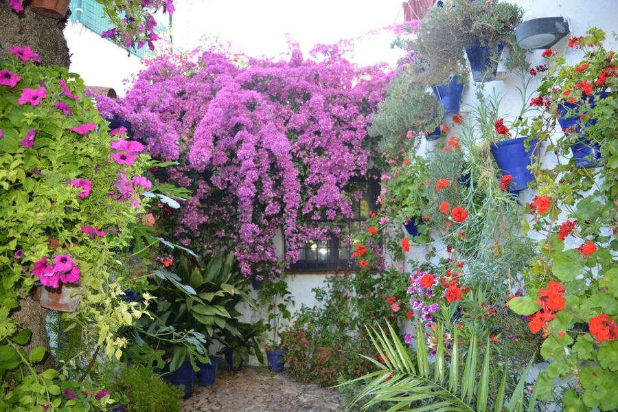 Sights, Sounds, and Scents of Córdoba's Patios - Key highlights you’ll care about
