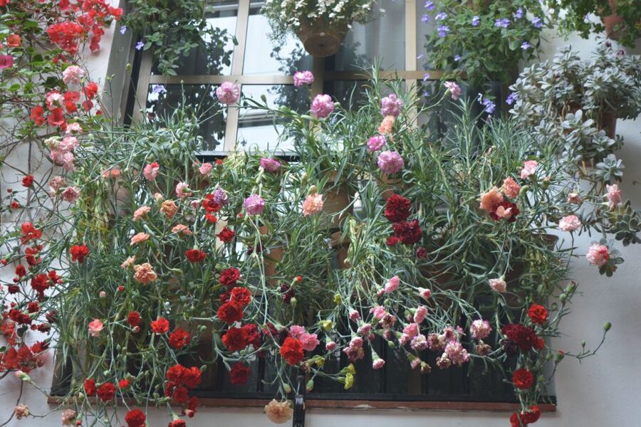 Sights, Sounds, and Scents of Córdoba's Patios - Why Córdoba patios are more than pretty courtyards