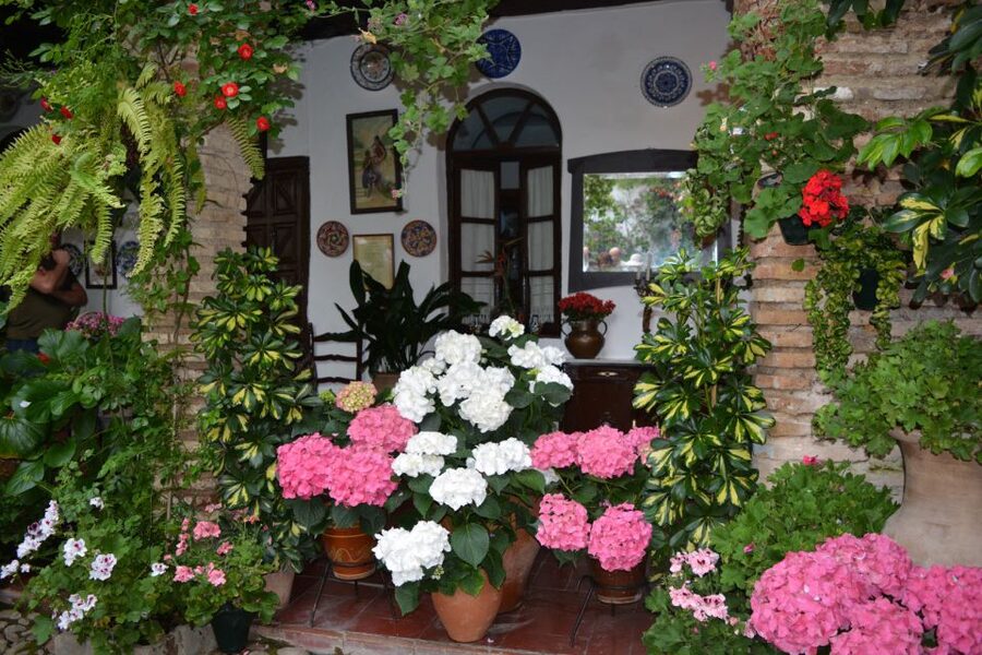 Sights, Sounds, and Scents of Córdoba's Patios - Courtyards of Córdoba: what the guide helps you notice