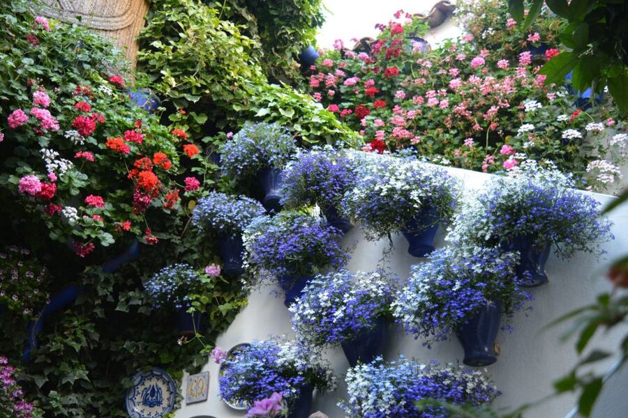 Sights, Sounds, and Scents of Córdoba's Patios - Who should book this patio walk, and who might not