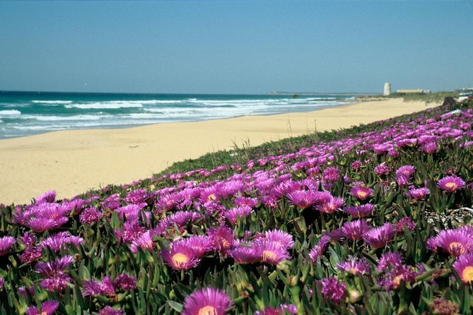 Spain's Best Beaches Day Trip from Seville - Why this coast day works so well from Seville