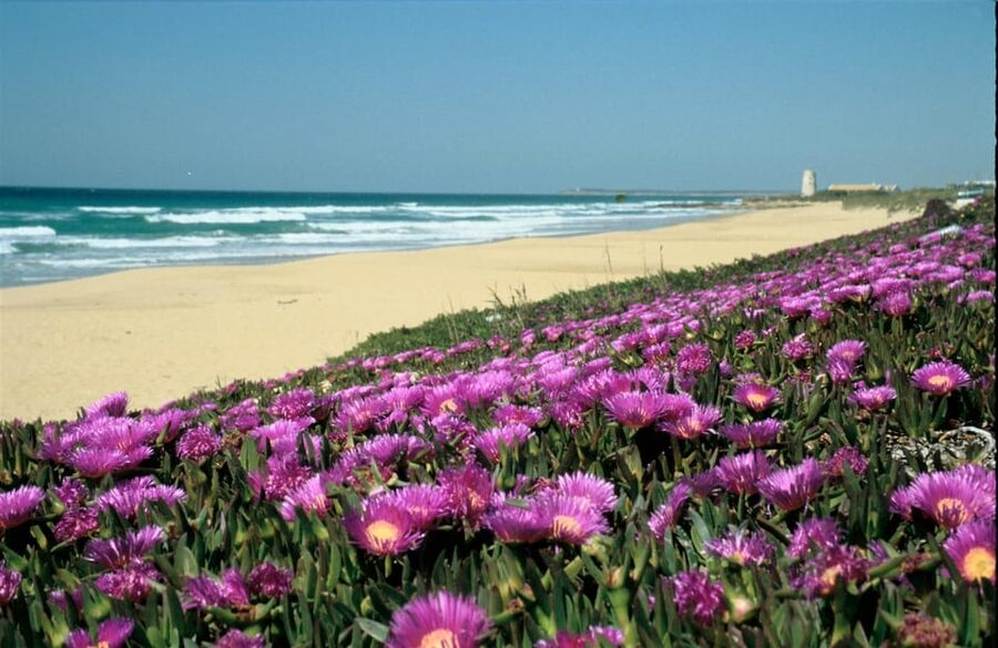 Spain's Best Beaches: Day-Trip from Seville - The return via Ruta del Toro: bull sightings as the final wow
