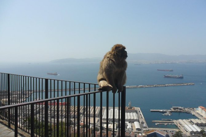 Upper Rock Walking Tour - Barbary apes up close, and how to handle the surprise factor