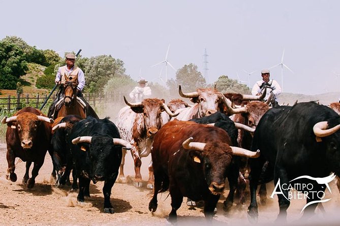 Visit Alvaro Domecq Horses and Brave Bulls in Freedom - Key Highlights You Should Know Before You Go