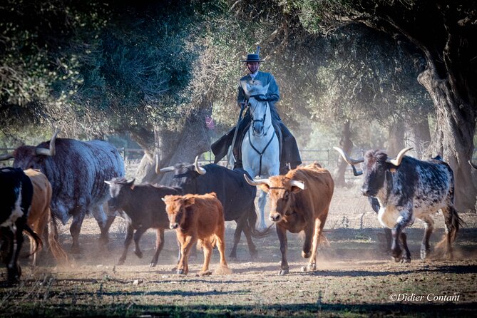 Visit Alvaro Domecq Horses and Brave Bulls in Freedom - Your 90 Minutes: What Happens From Start To Finish