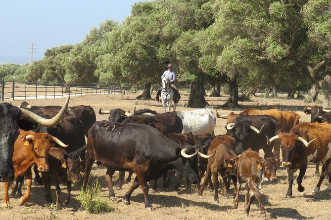 Visit Alvaro Domecq Horses and Brave Bulls in Freedom - Getting There From Benalup-Casas Viejas and Near Jerez